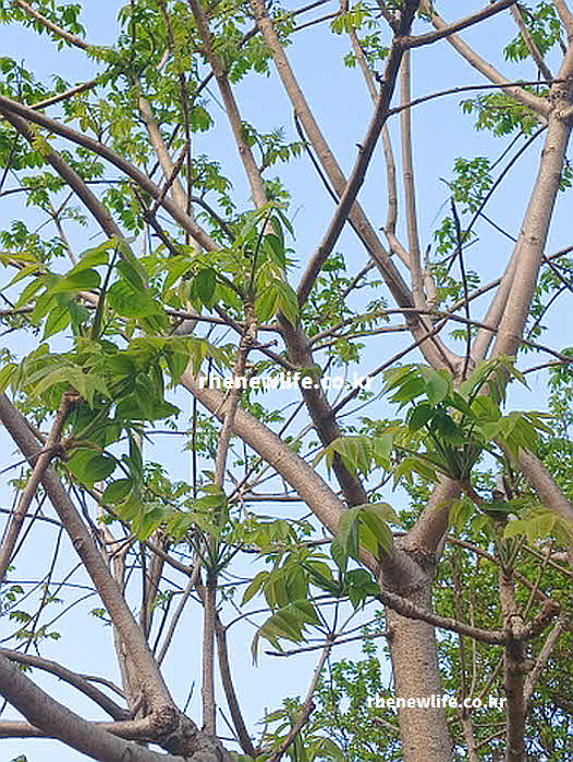 가죽나물 효능 위장 건강 식이섬유