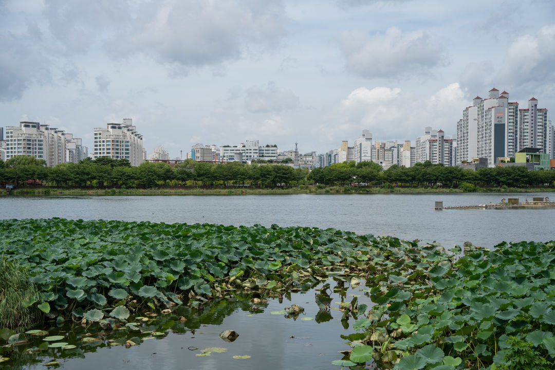 만석공원 연꽃