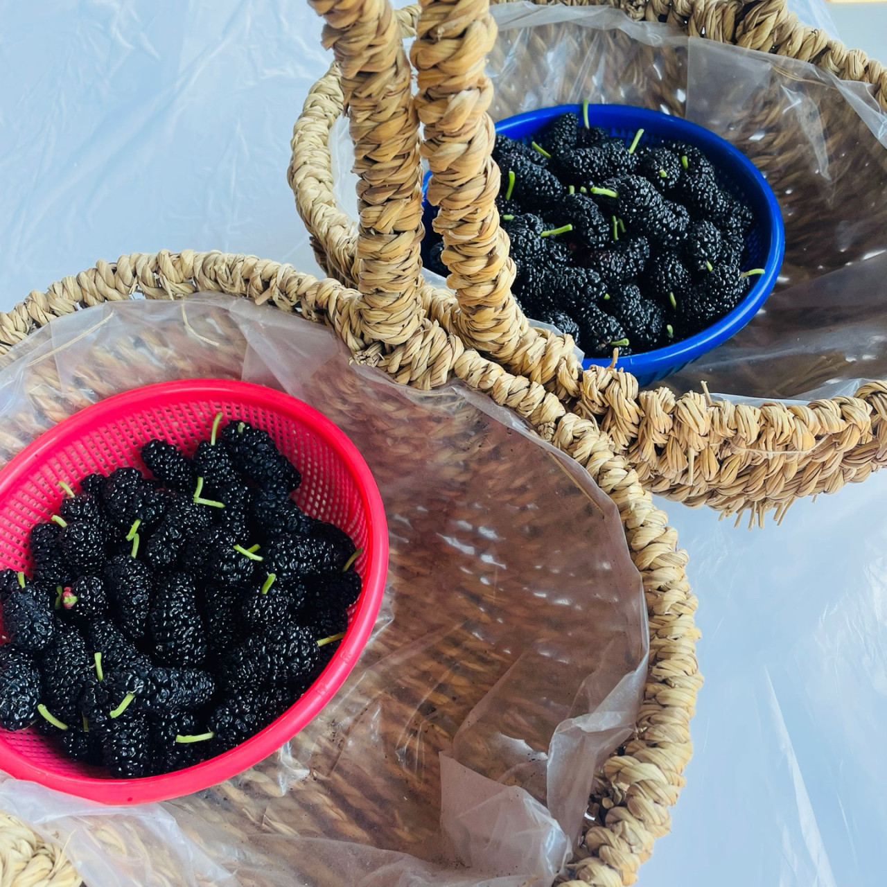6시 내고향 오디 수확 체험 & 오디곰마들렌 만들기, 오디주문방법, 거제신촌농원