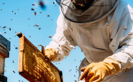 영천 꿀벌 양봉 체험 농장 및 식당 안내 아리오소