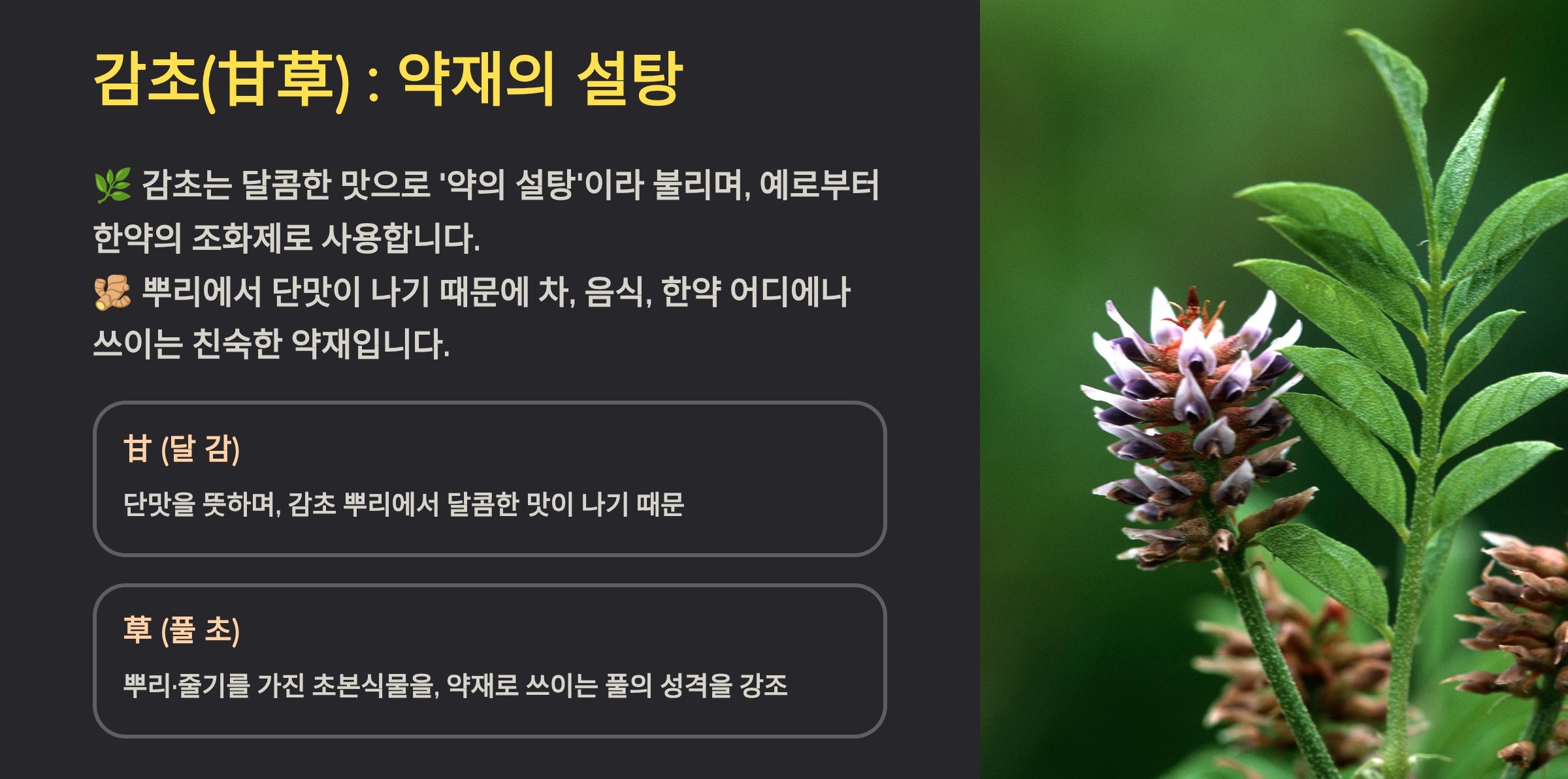 감초