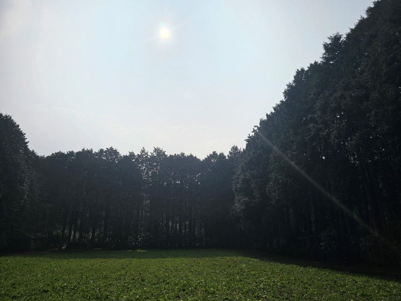 제주 비밀의 숲