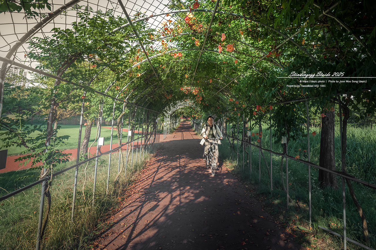 #청주 #오송 #호수공원 #오송호수공원 #능소화