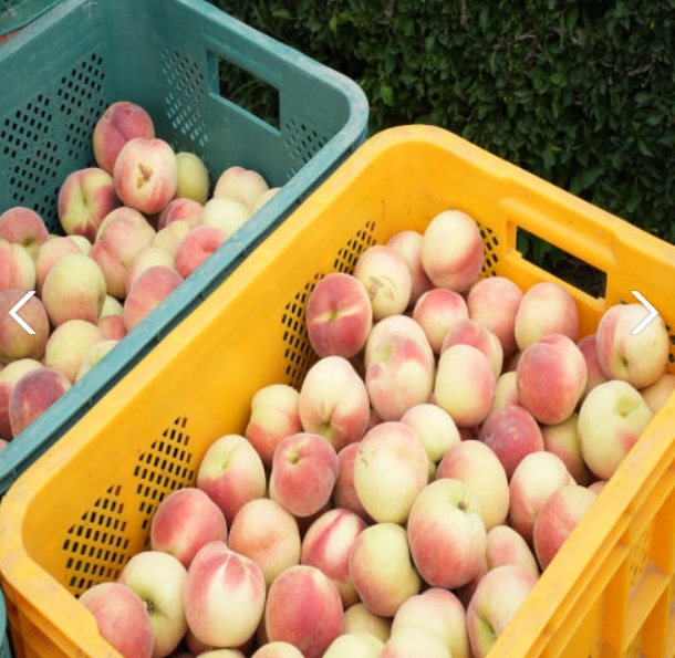 6시내고향-영천-신비복숭아-그리미농원