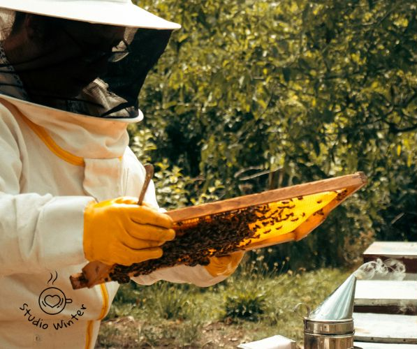 프로폴리스 효능