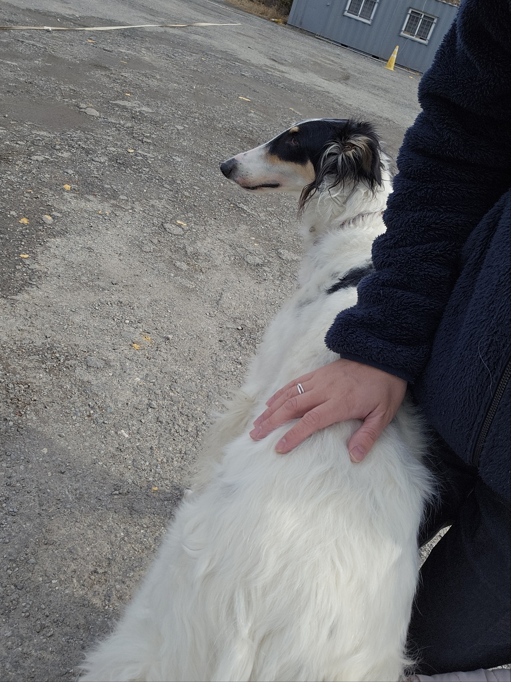 &sect; 큰 개에게 환대받다.