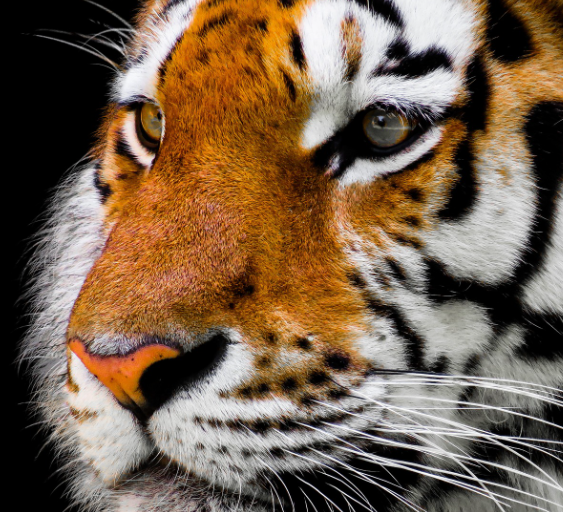 23년 호랑이띠운세