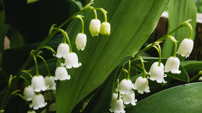 일별 탄생화 : 5월