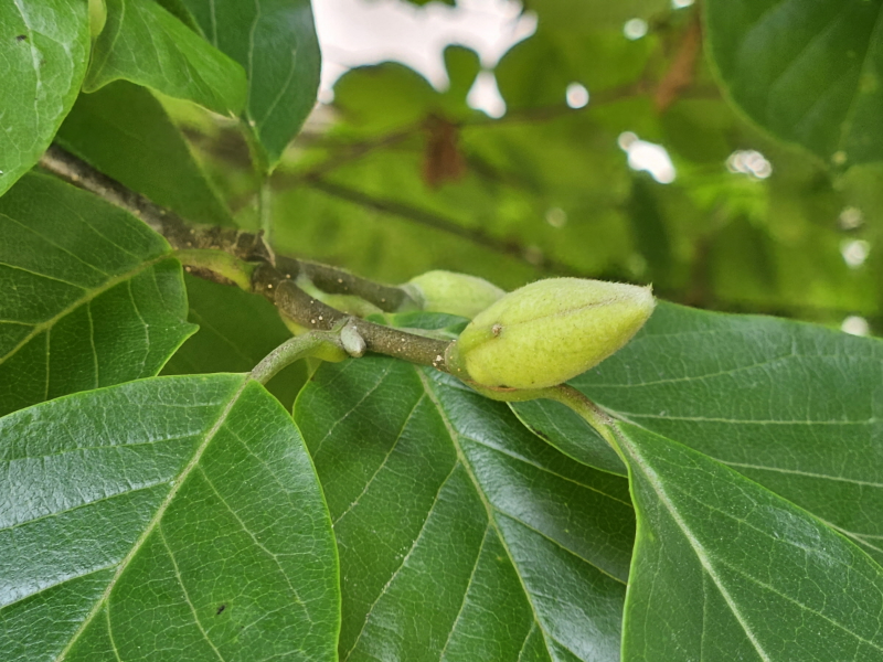 백목련 겨울눈1