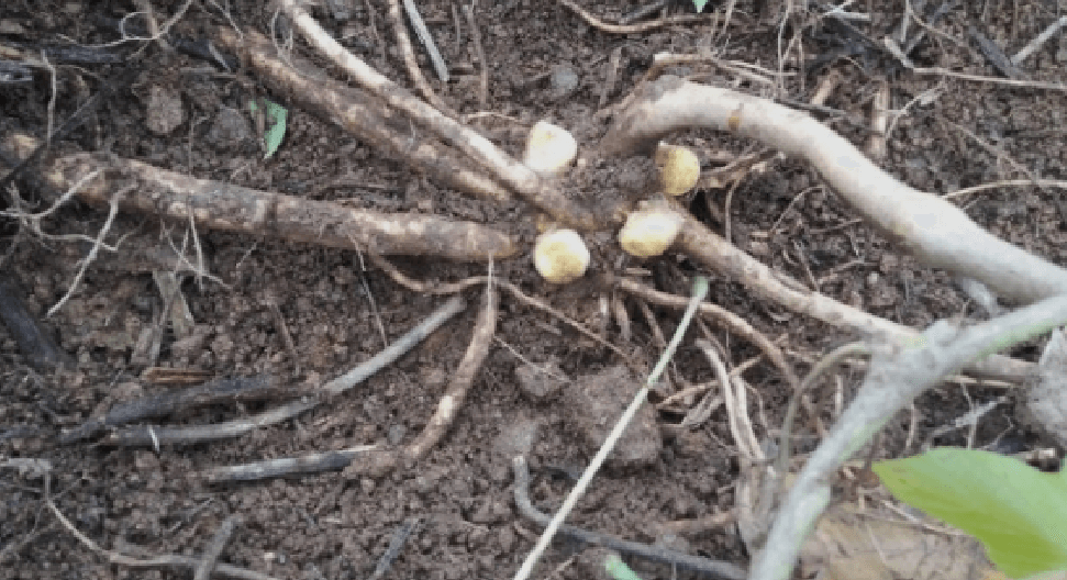 땅속에 있는 칡을 캐기 위해 준비하고 있다