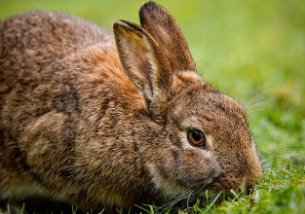 토끼띠 2025년 운세