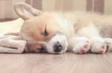 개의 체리아이 증상이나 원인, 걸리기 쉬운 견종.