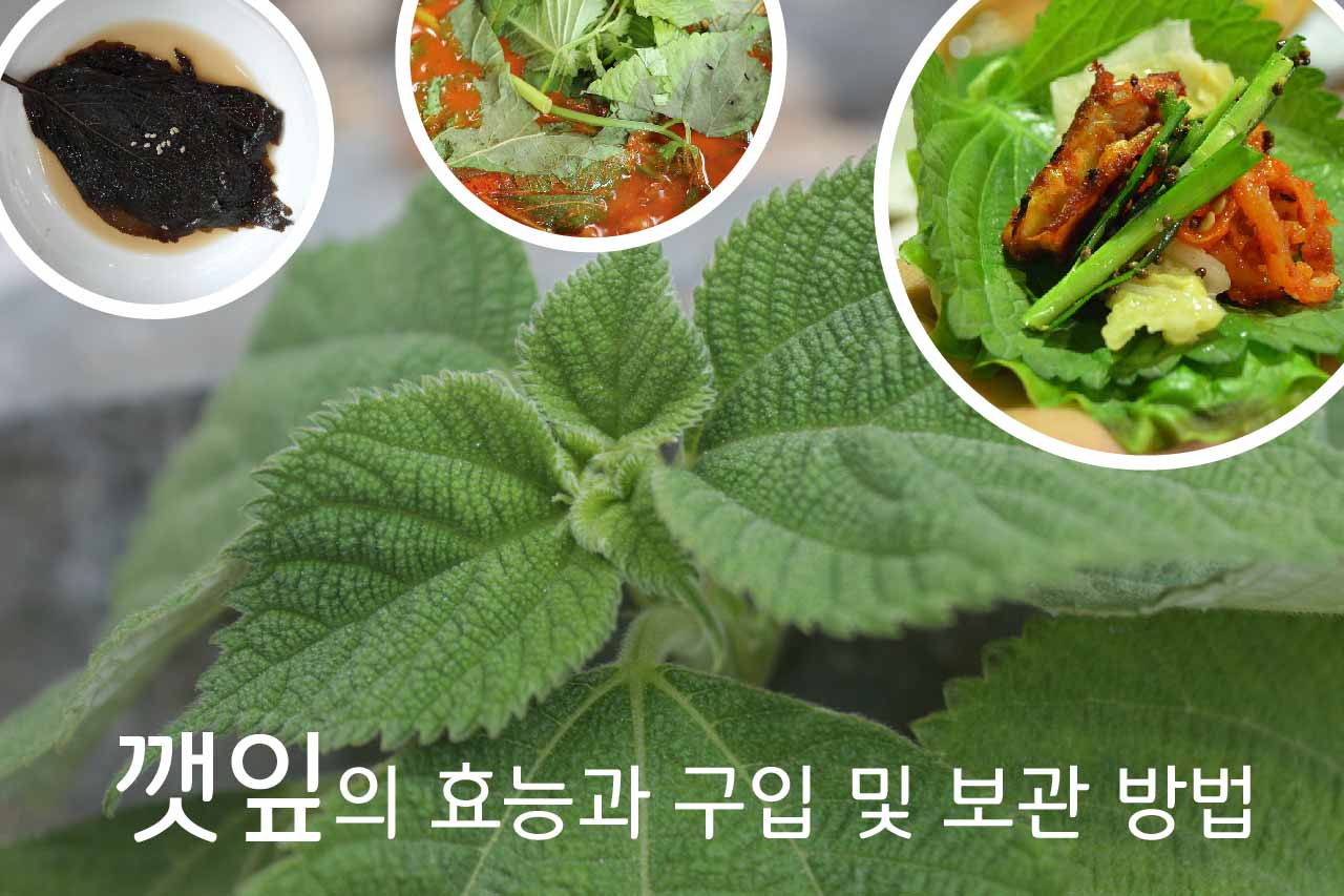 깻잎의 효능과 구입 및 보관 방법