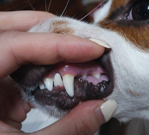 14살 노견 스케일링과 발치 치과 수술 전, 후 관리법