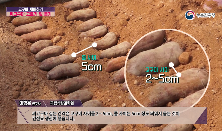 고구마수확시기 지역별 캐는 시기 모종 파종 재배 수확 저장 방법 2