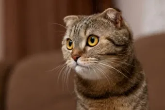 스코티시폴드 고양이 유전병_8