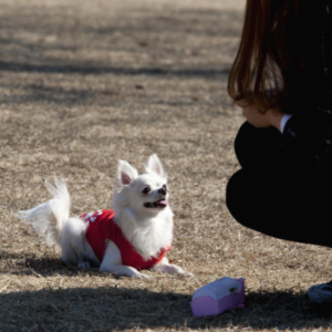 몸을 숙이고 강아지와 인사하는 모습