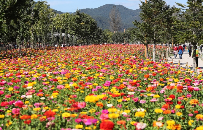봄꽃 축제 당일여행
