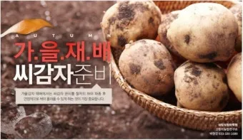 가을감자 심는시기 파종시기와 재배법_11