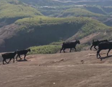 산-흑염소