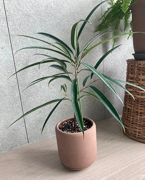 알리고무나무_물주기_키우기