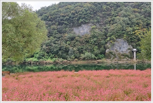 영월 동강 메밀꽃 축제