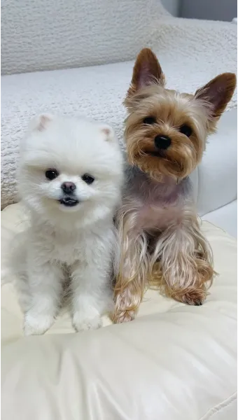 강아지 고개 갸우뚱 이유 의미 뜻_16