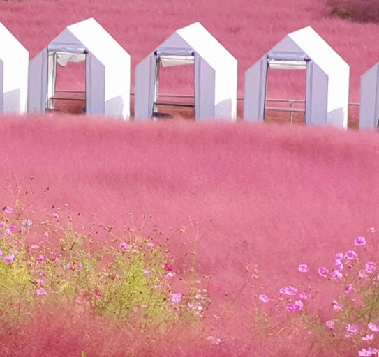 고창 팜정원 핑크뮬리 축제 완전정복 사진