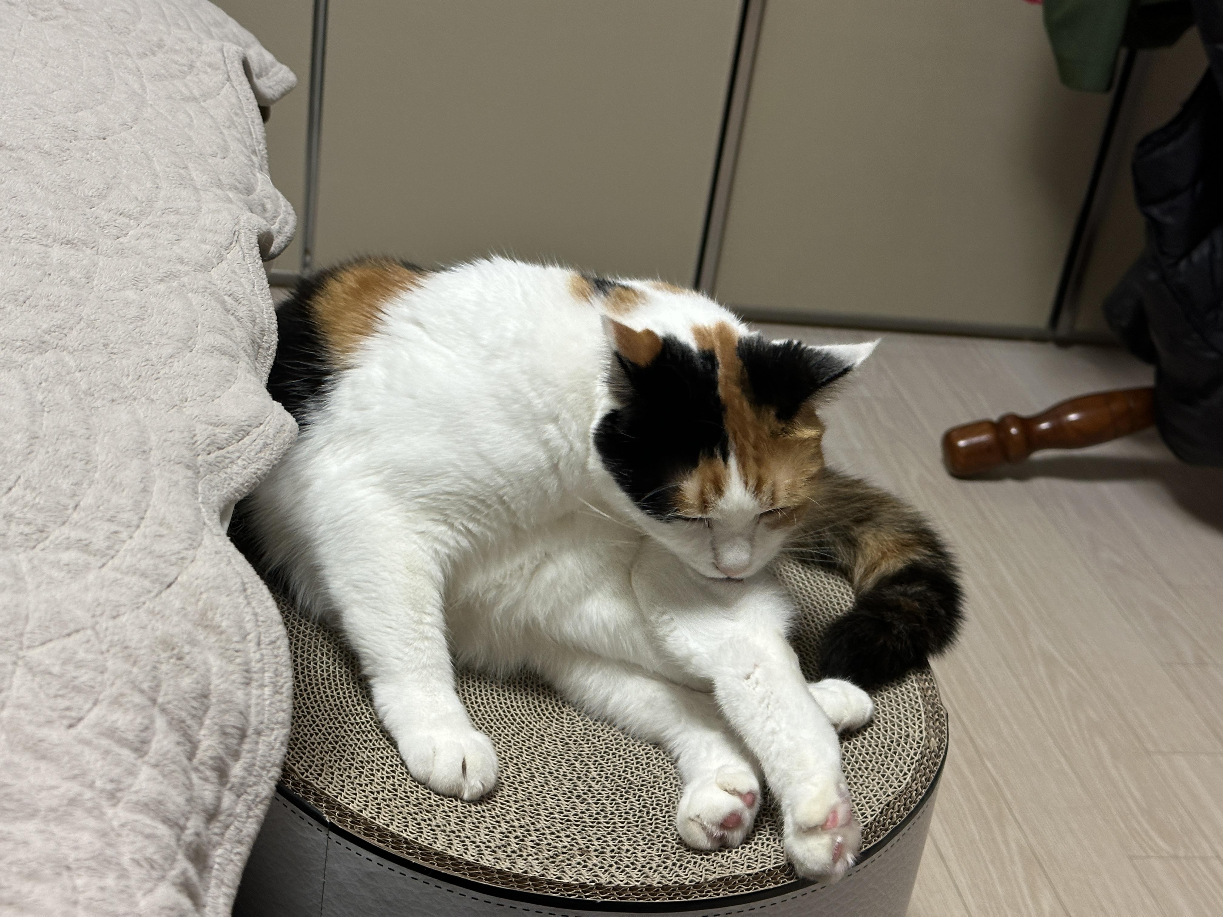 요미가_새_스크래쳐_위에서_뒷다리를_그루밍중