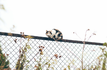 펜스가 쳐져 있다.