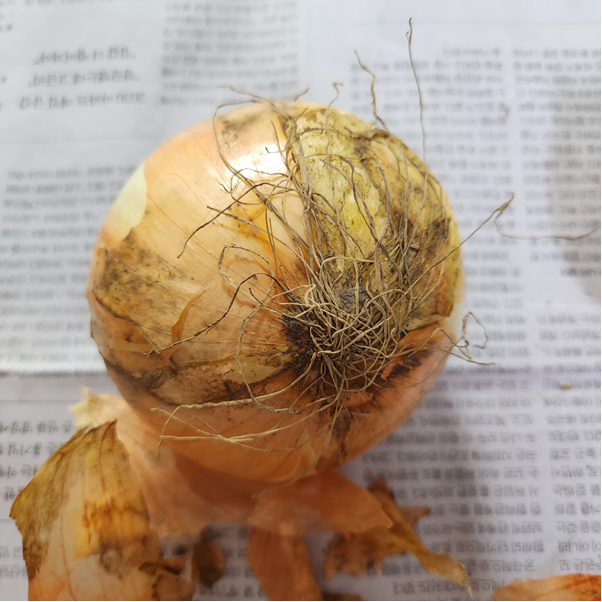 양파 보관법