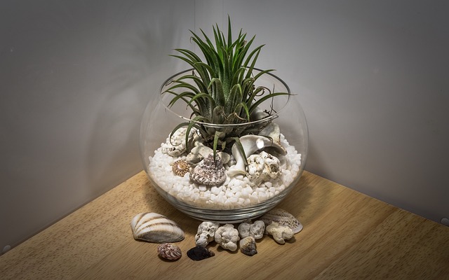 테라리움(Terrarium)
