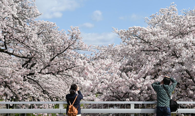 벚꽃 사진을 찍는 사람들