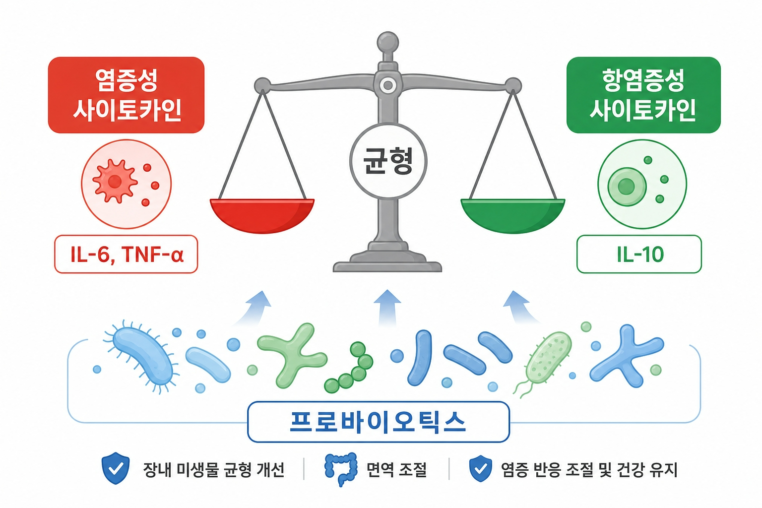 사이토카인 균형 프로바이오틱스 항염