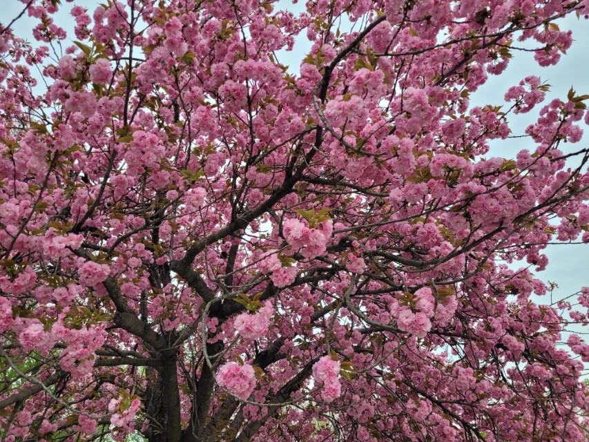 겹벚꽃 꽃 밀도와 디테일