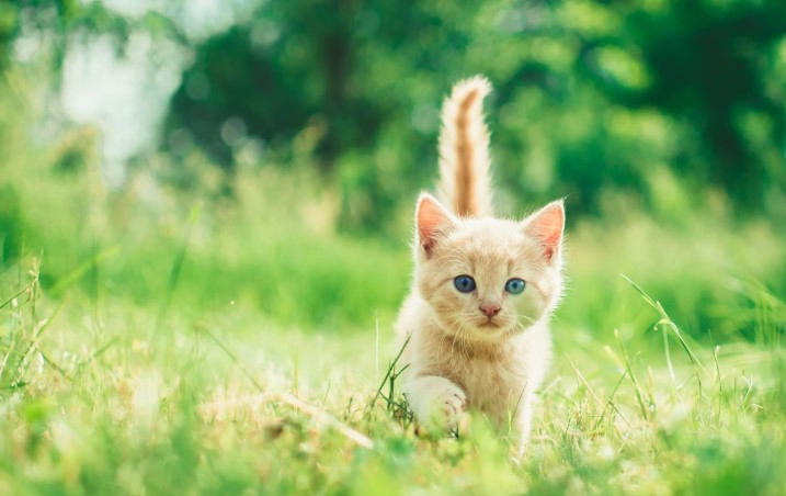 초보 집사를 위한 급여 가이드 관련 사진