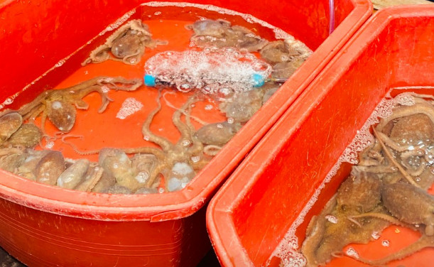 6시내고향 하남덕풍시장 오징어물회 도다리물회