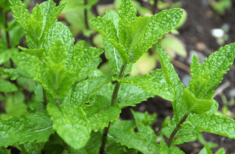 싱그러운 페퍼민트잎