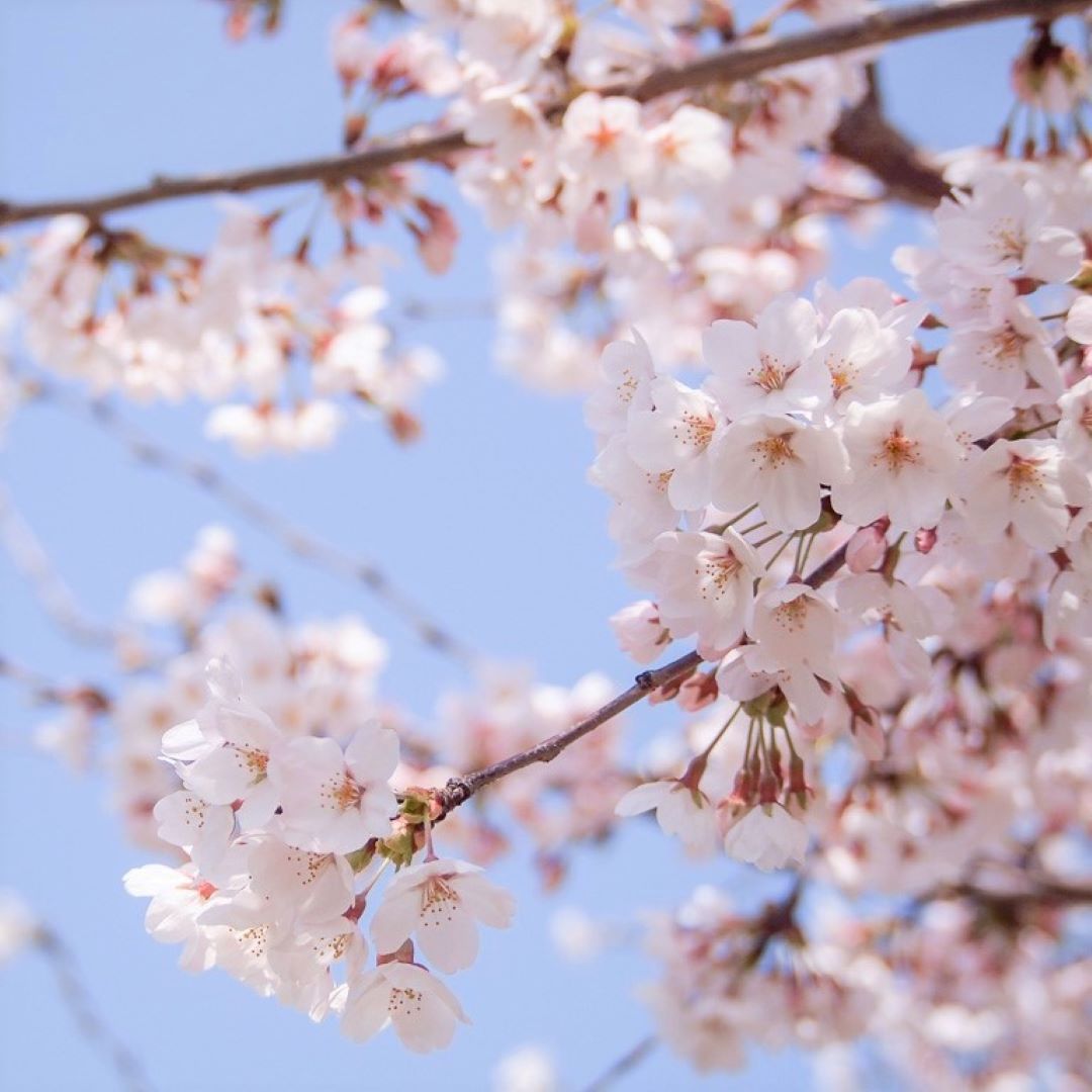 전국 벚꽃 축제 일정