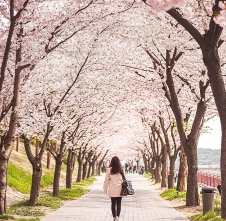  벚꽃 개화시기7