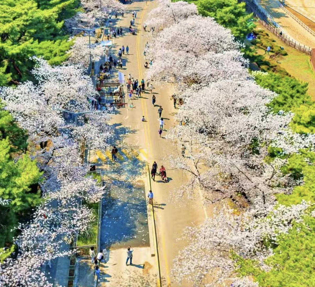 스위트 체리블라썸 벚꽃 축제 인스타그램 제공