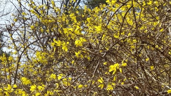 개나리-묘목-심는시기-심는방법-정식방법