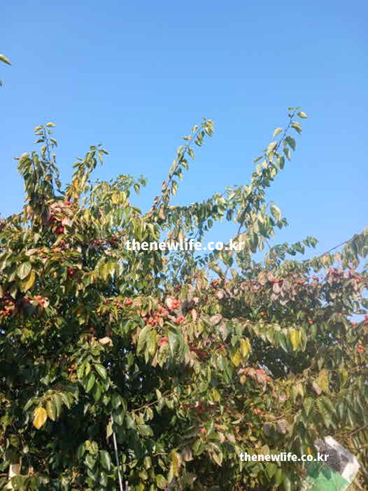 꾸지뽕 효능 성질 제철