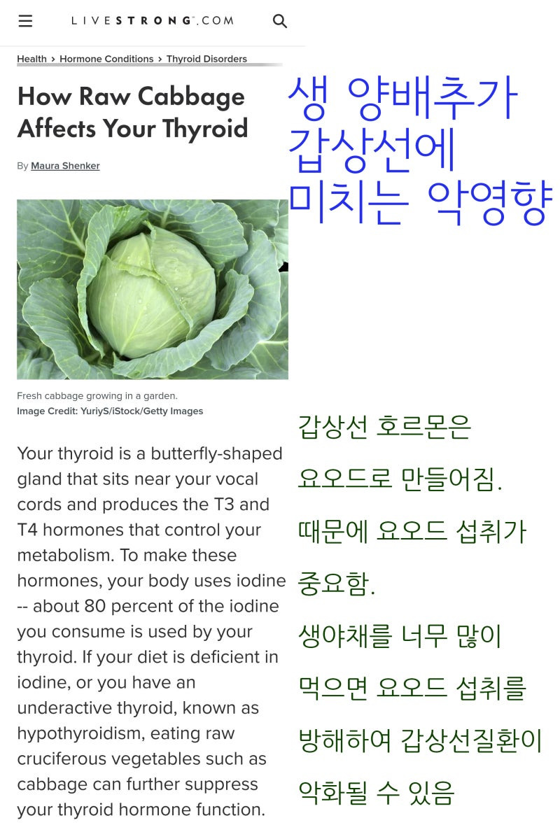 생 양배추 과다 섭취가 갑상선에 미치는 악영향을 알려주는 이미지 입니다.