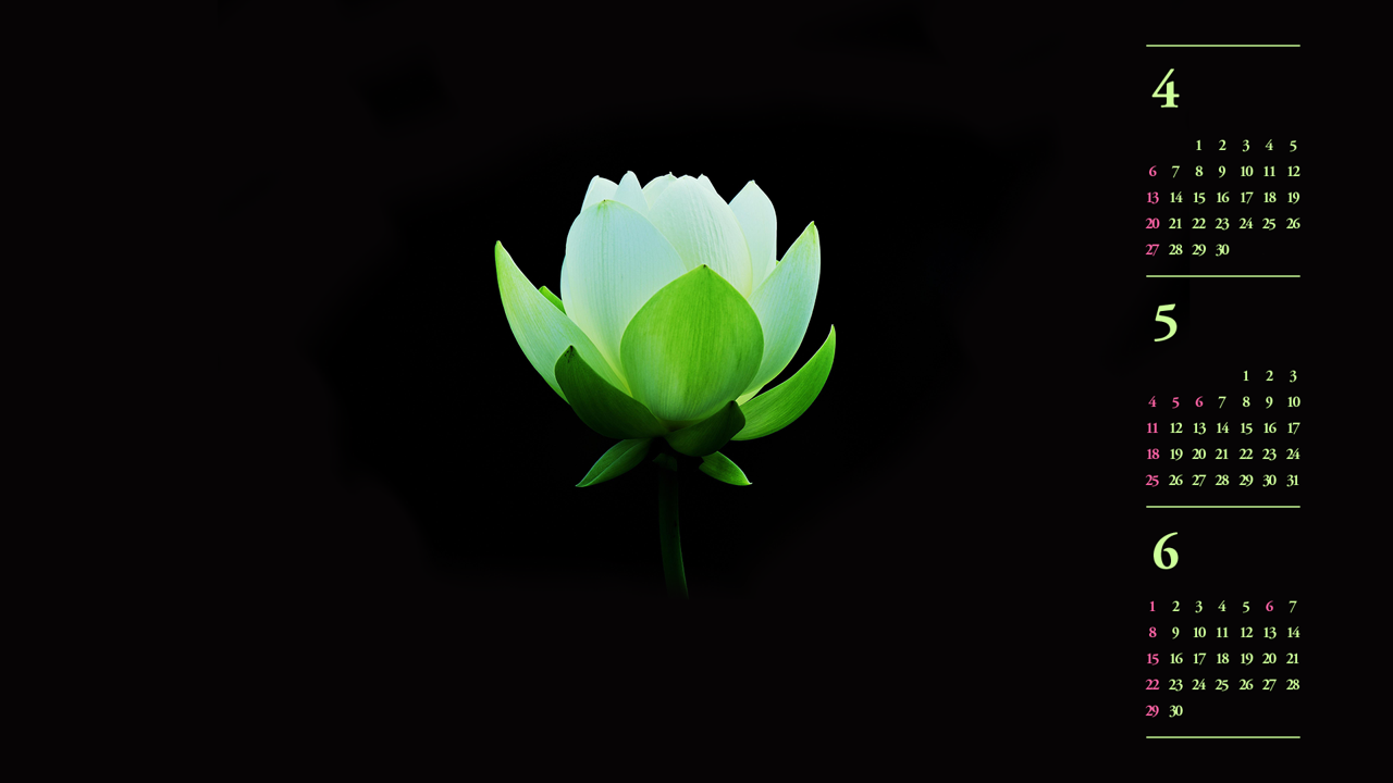 15 백련 검정배경 B - 2025년5월 노트북배경화면