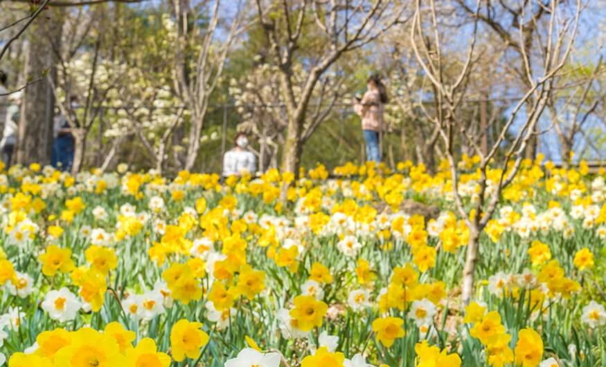 2025 화담숲 예매 꿀팁 총정리