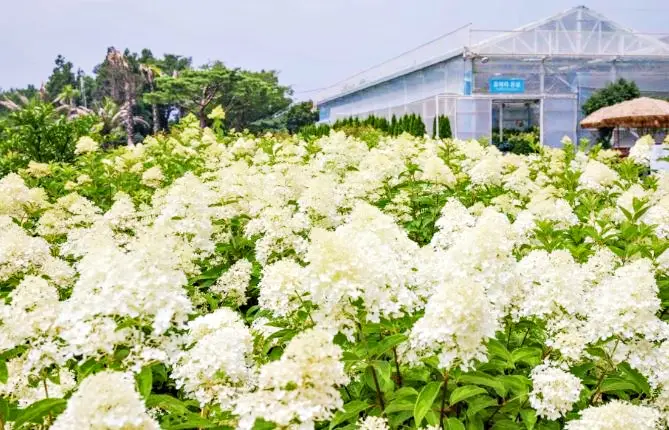 휴애리 수국축제