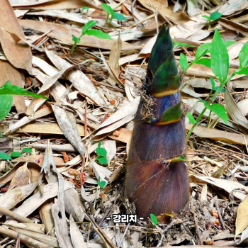 죽순 채취 시기