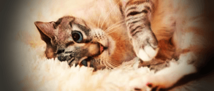 누워있는-고양이