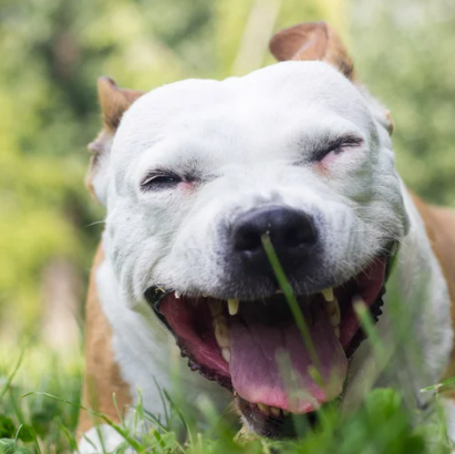 강아지 쌕쌕 켁켁거림&amp;#44; 혹시 천식? 보호자가 꼭 알아야 할 모든 것